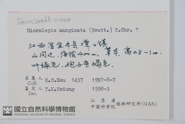 邊緣鱗蓋蕨藏品圖，第2張