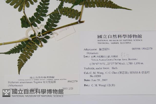 奄美雙蓋蕨藏品圖，第2張