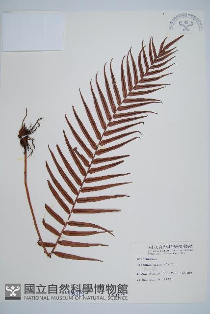 Oriental blechnum Collection Image, Figure 1, Total 6 Figures