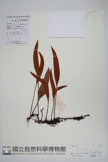 石葦藏品圖，第1張