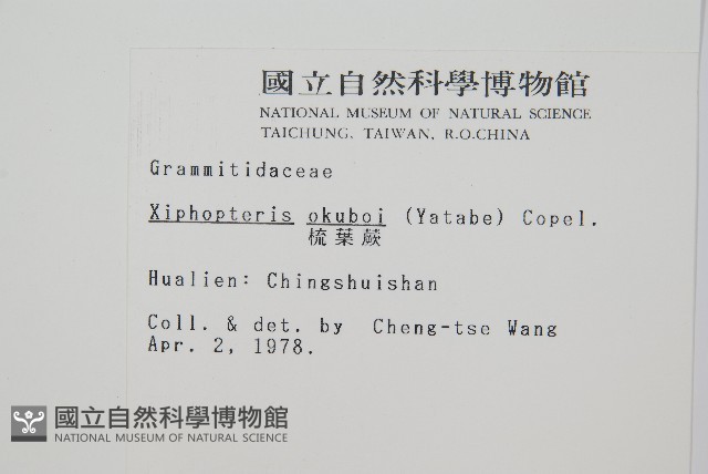 梳葉蕨藏品圖，第2張
