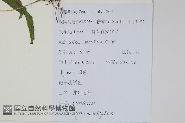鳳尾蕨藏品圖，第2張