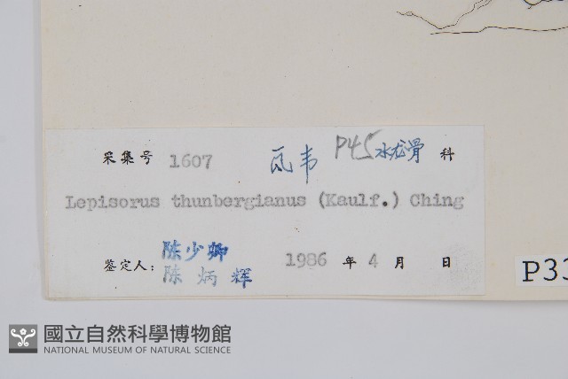 瓦葦藏品圖，第2張