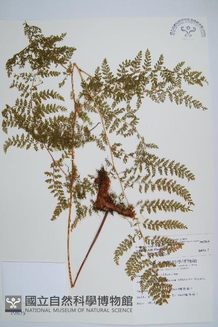 台灣小膜蓋蕨藏品圖，第1張
