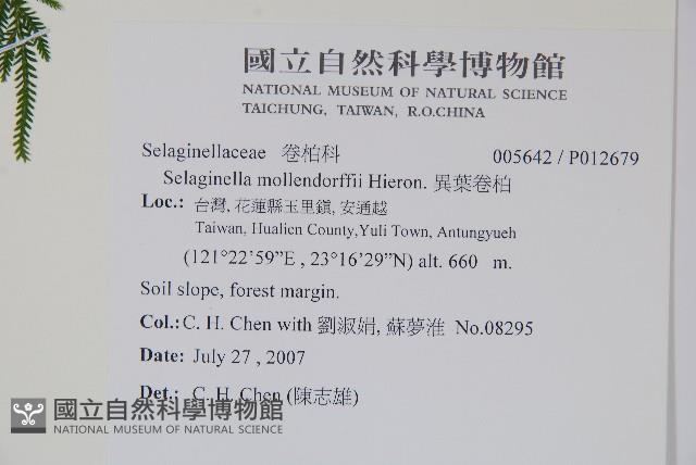 全緣卷柏藏品圖，第2張