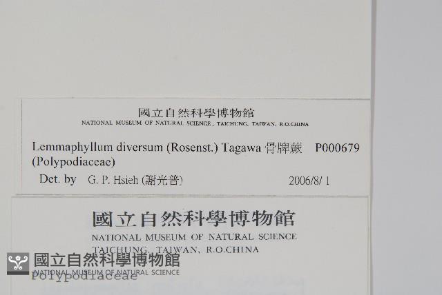 骨牌蕨藏品圖，第2張