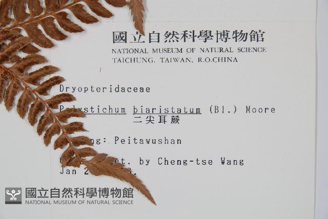 二尖耳蕨藏品圖，第2張