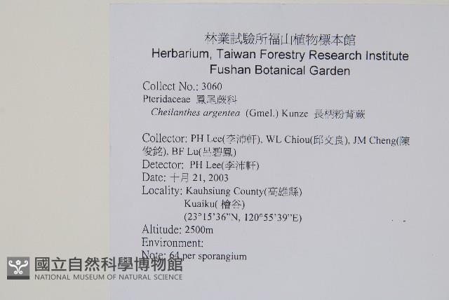 長柄粉背蕨藏品圖，第2張