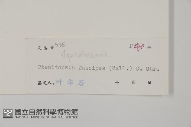 屏東擬肋毛蕨藏品圖，第2張