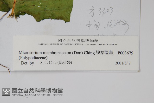 膜葉星蕨藏品圖，第2張