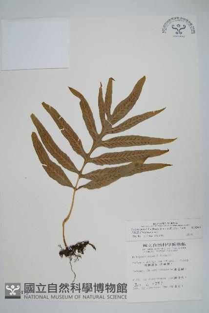 大線蕨藏品圖，第1張