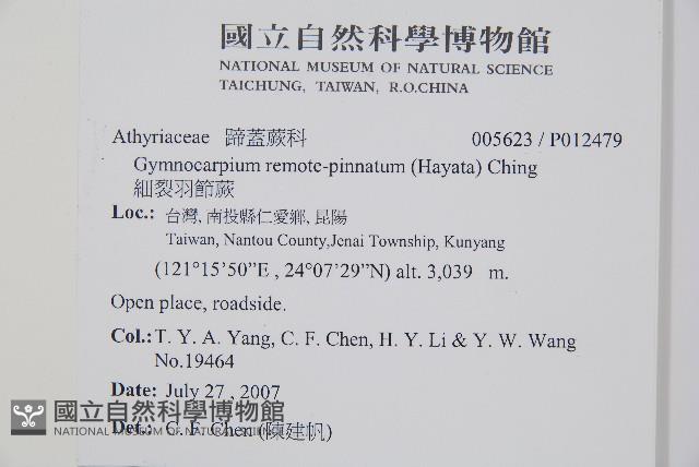 細裂羽節蕨藏品圖，第2張