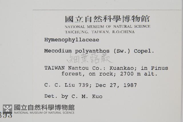 細葉蕗蕨藏品圖，第2張