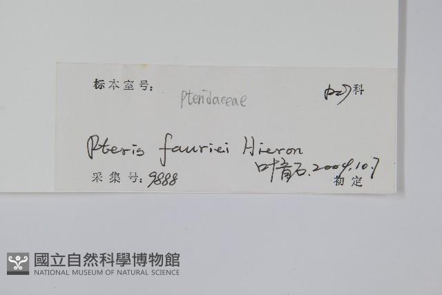 傅氏鳳尾蕨藏品圖，第2張