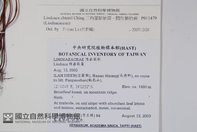 闊片鱗始蕨、錢氏鱗始蕨藏品圖，第2張