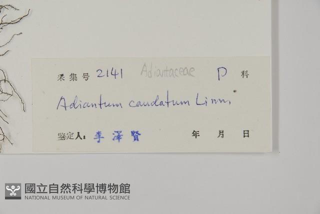 鞭葉鐵線蕨藏品圖，第2張