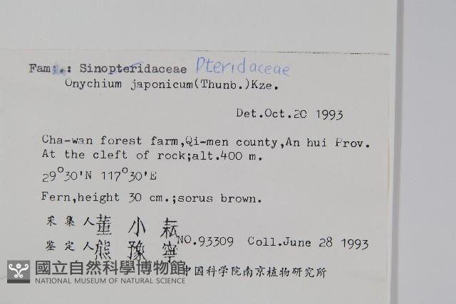 日本金粉蕨藏品圖，第2張