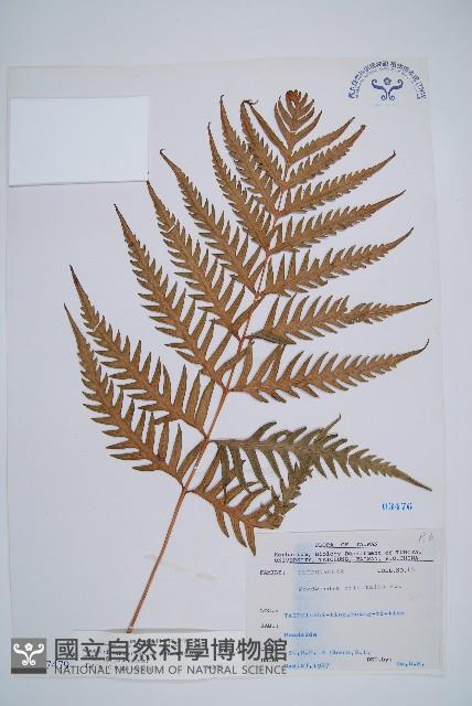 臺灣狗脊蕨藏品圖，第1張