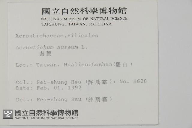 鹵蕨藏品圖，第1張