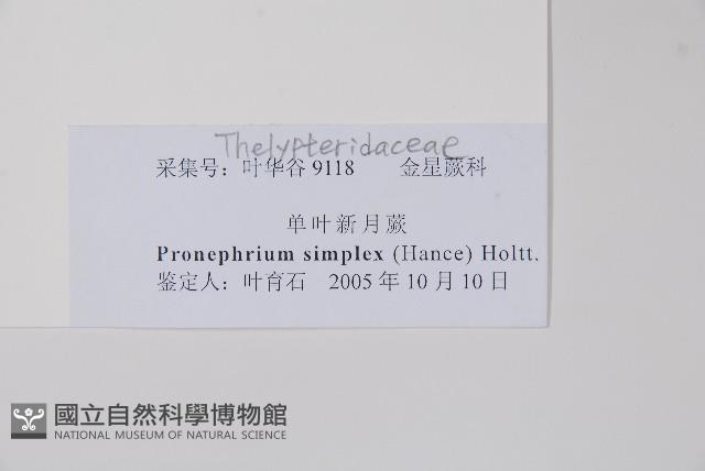 單葉新月蕨藏品圖，第2張