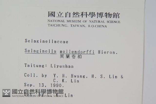 異葉卷柏藏品圖，第2張