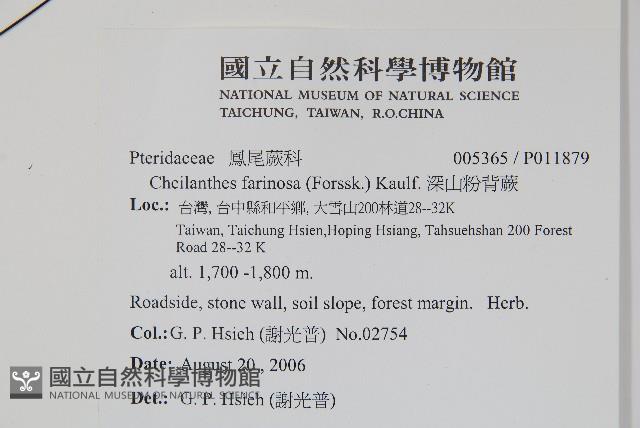 深山粉背蕨藏品圖，第2張