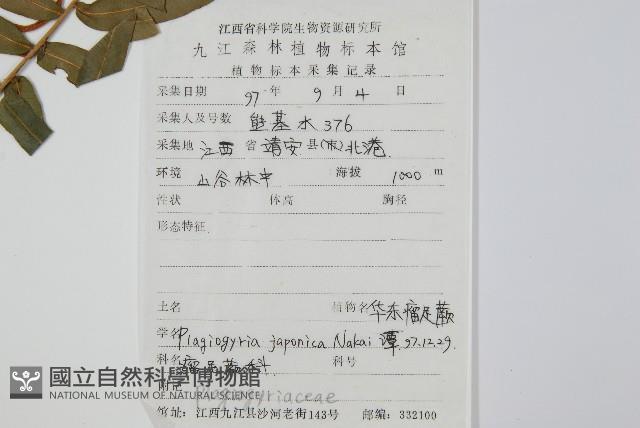 華東瘤足蕨藏品圖，第2張