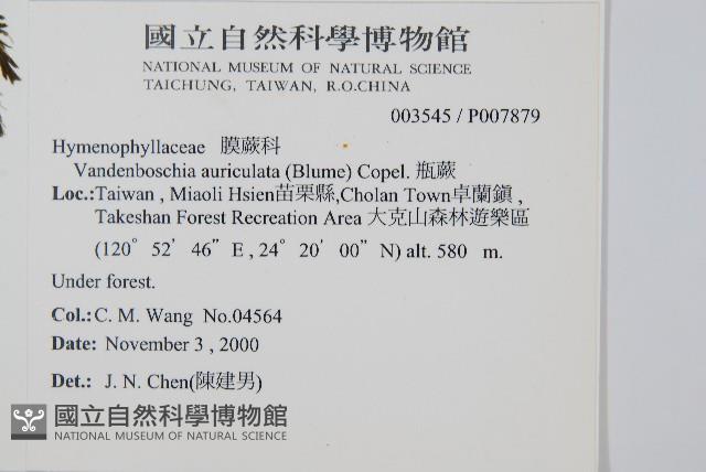 瓶蕨藏品圖，第2張