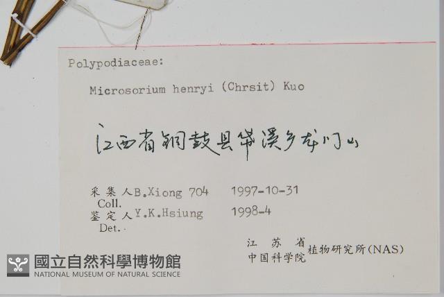 大星蕨藏品圖，第2張