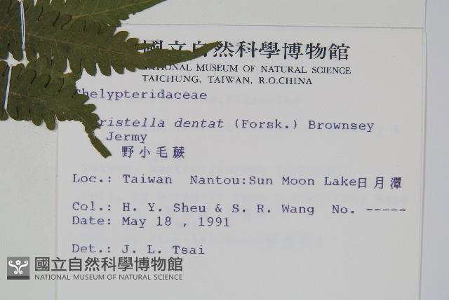 野小毛蕨藏品圖，第2張