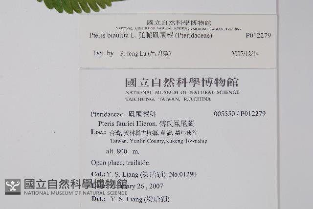 弧脈鳳尾蕨藏品圖，第2張