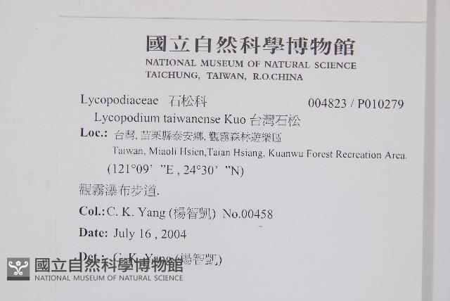 台灣石松藏品圖，第2張