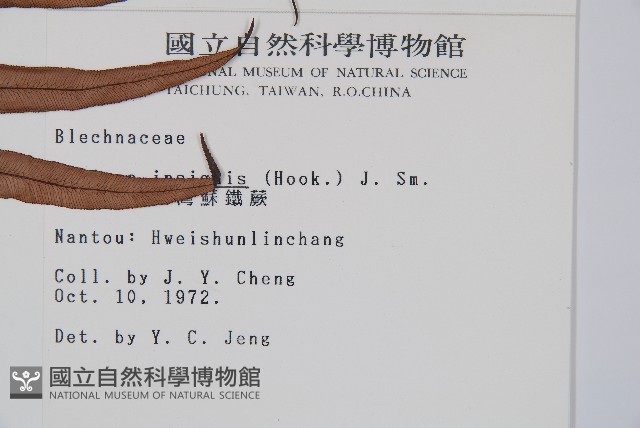 蘇鐵蕨藏品圖，第2張
