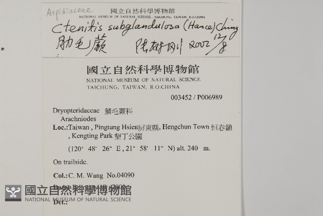 肋毛蕨藏品圖，第2張