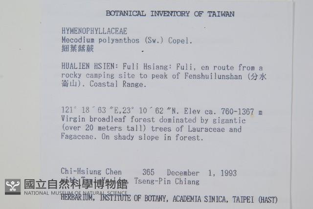 細葉蕗蕨藏品圖，第2張