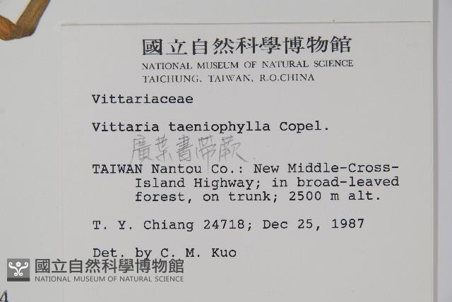 廣葉書帶蕨藏品圖，第2張