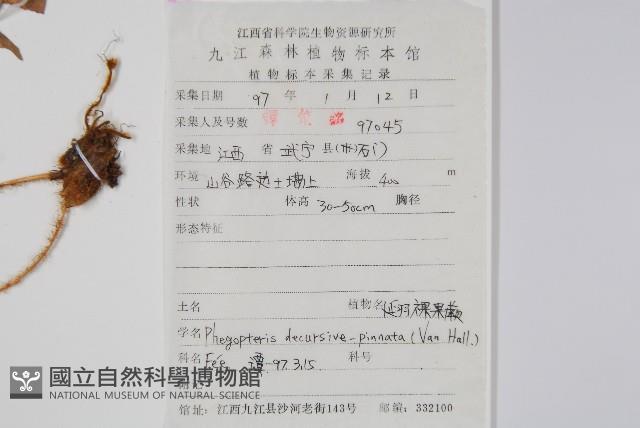 翅軸假金星蕨、短柄卵果蕨藏品圖，第2張