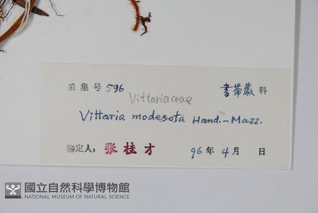 小葉書帶蕨藏品圖，第2張