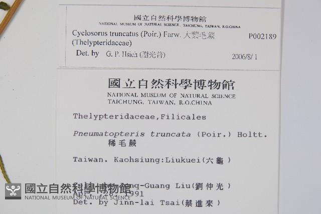 大葉毛蕨藏品圖，第2張