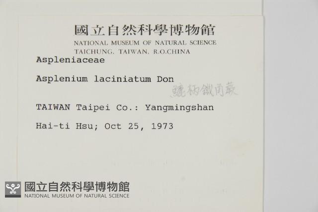 鱗柄鐵角蕨藏品圖，第2張
