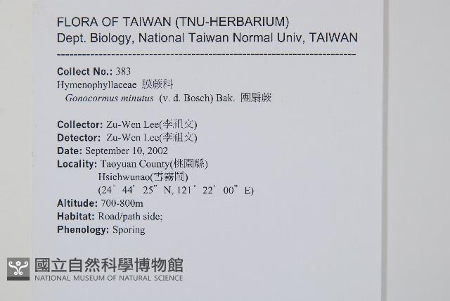 團扇蕨藏品圖，第2張