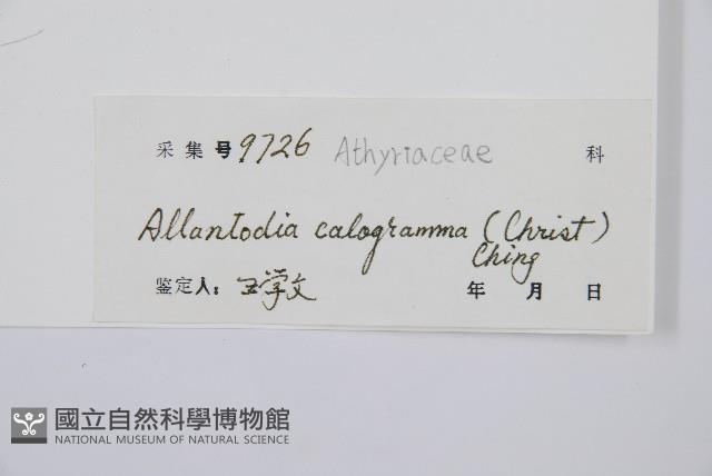 長果短腸蕨藏品圖，第5張