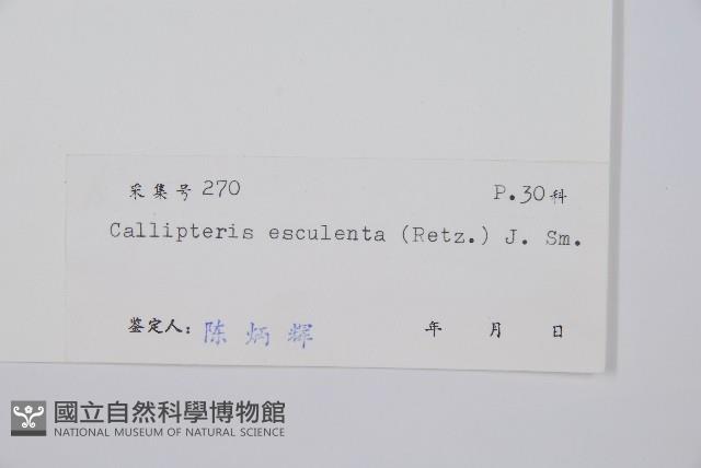 菜蕨藏品圖，第2張