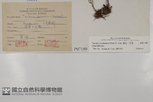 陰地三叉蕨藏品圖，第2張