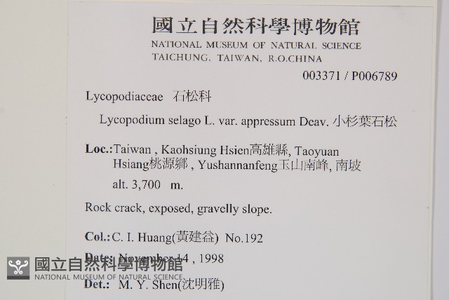 小杉葉石松藏品圖，第5張