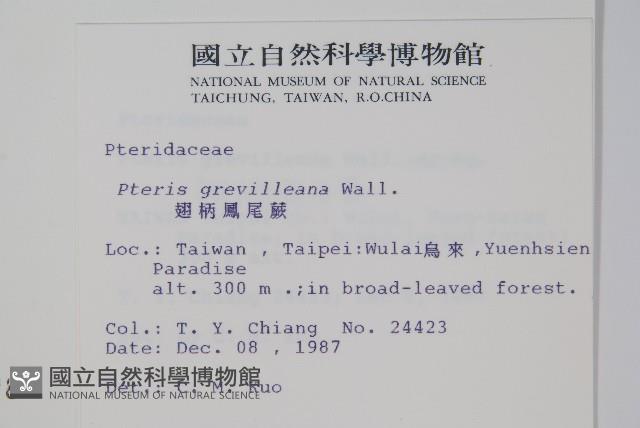 翅柄鳳尾蕨藏品圖，第2張
