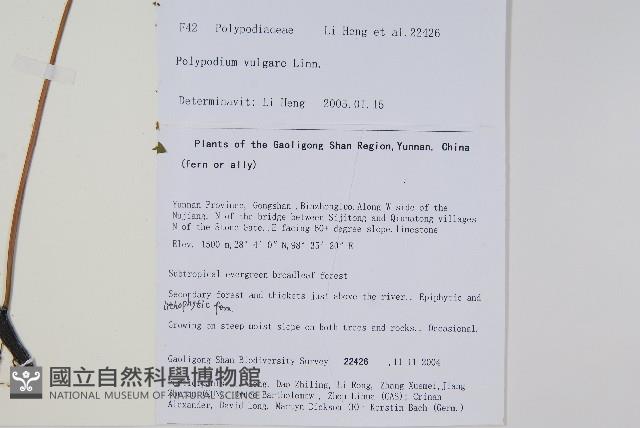 多足蕨藏品圖，第2張