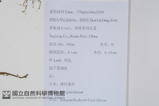 生根卷柏藏品圖，第2張