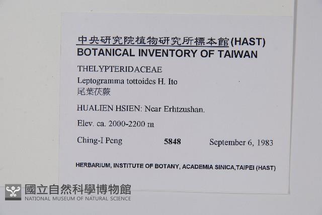 尾葉茯蕨藏品圖，第2張