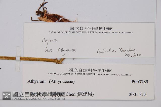 登錄號:P003789藏品圖，第2張